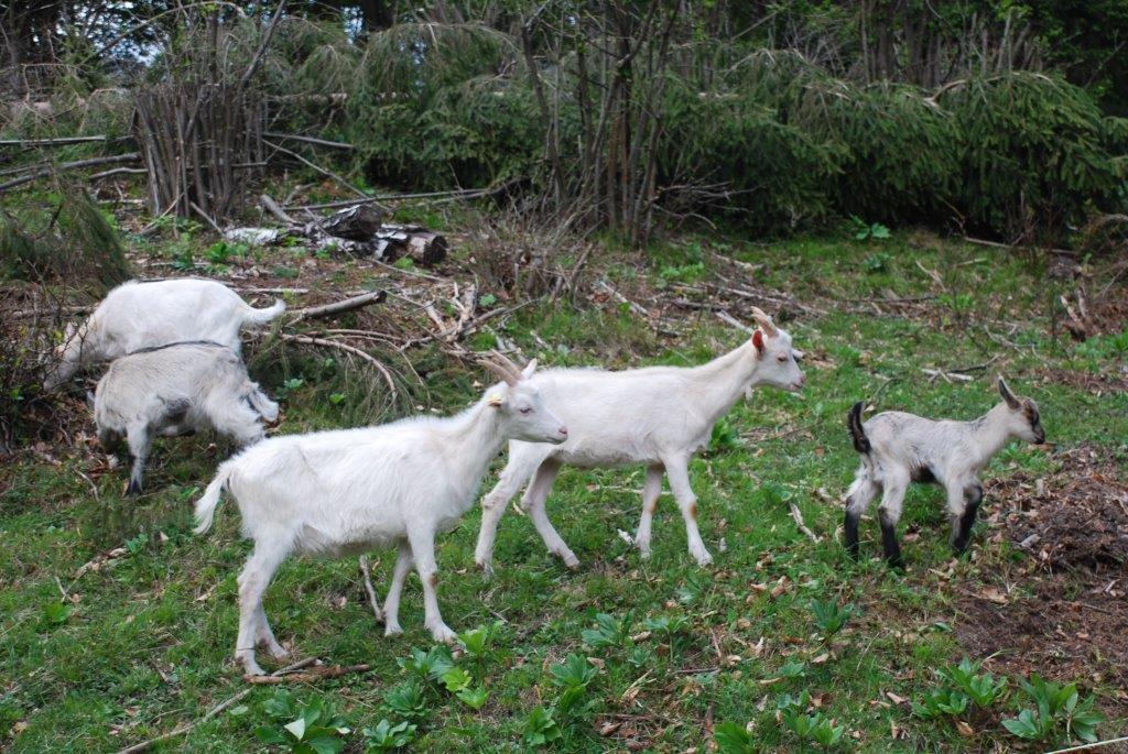 Farm Stay Dolinar Krainer Богиньська Бела Номер фото