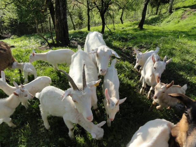 Farm Stay Dolinar Krainer Богиньська Бела Екстер'єр фото